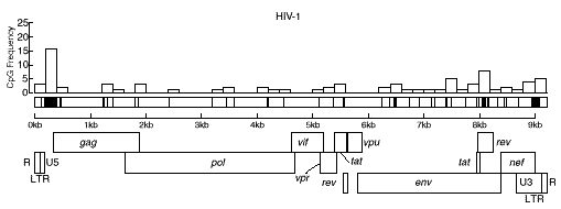 CpG distribution in HIV genome